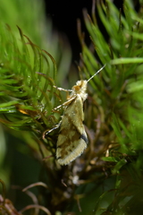 Sabatinca chalcophanes