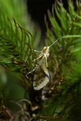 Sabatinca chalcophanes