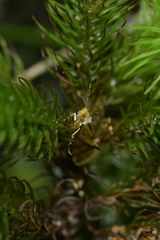 Sabatinca chalcophanes
