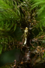 Sabatinca chalcophanes