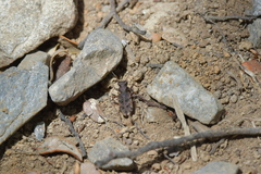 Neocicindela parryi