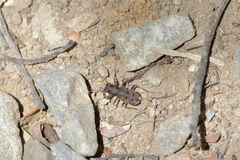 Neocicindela parryi