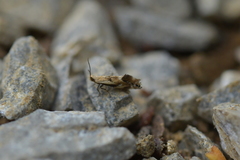 Mnesarchella