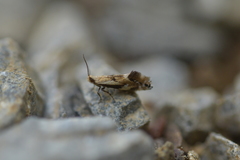 Mnesarchella