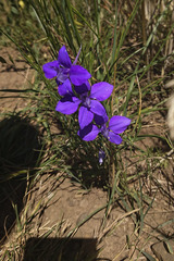 Consolida orientalis