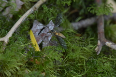 Leptotarsus vulpinus