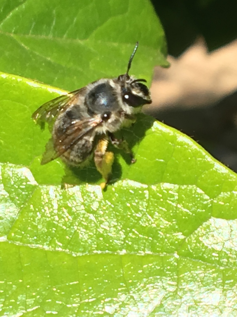 Habropoda depressa