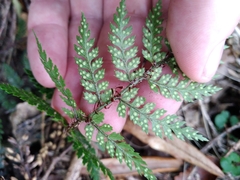 Polystichum silvaticum