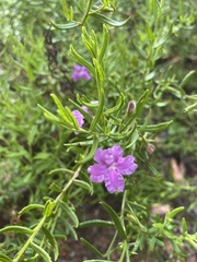 Coopernookia barbata