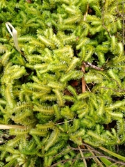 Schistochila nobilis