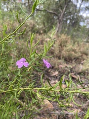 Coopernookia barbata
