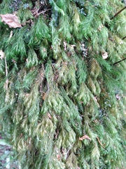 Cryptopodium bartramioides