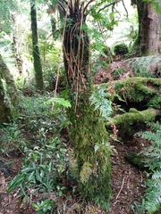 Cryptopodium bartramioides