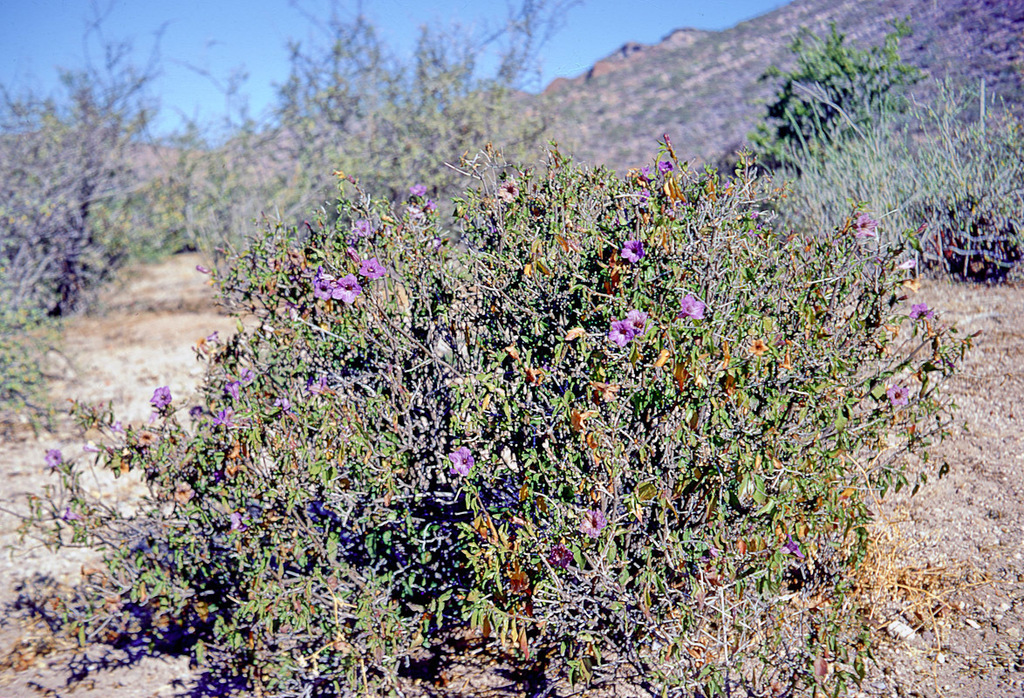 Ruellia californica, San Carlos Nuevo Guaymas, Sonora, Mexico
