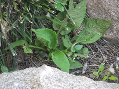 Dipsacus japonicus