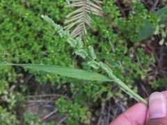 Beckmannia syzigachne