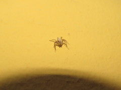 Oxyopes kraepelinorum