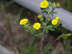 Potentilla