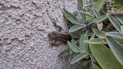 Sceloporus occidentalis