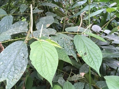 Piperales