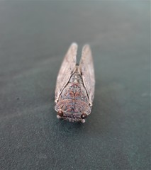 Platypleura capensis