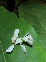 Hymenopus coronatus