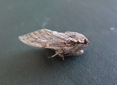 Platypleura capensis