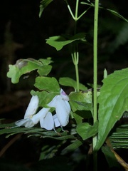 Hymenopus coronatus