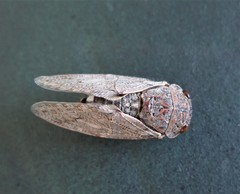 Platypleura capensis