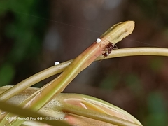 Eooxylides tharis distanti