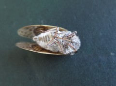 Platypleura capensis