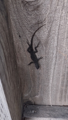 Sceloporus occidentalis