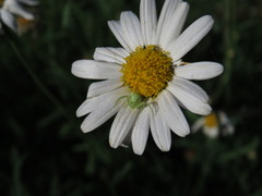 Misumena spinifera