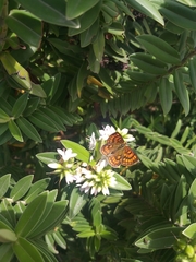 Lycaena salustius