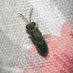 Chrysis mionii
