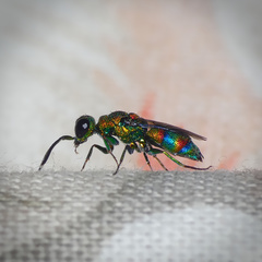 Chrysis mionii