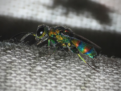 Chrysis mionii
