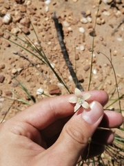 Wahlenbergia virgata