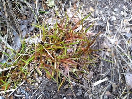 Antarctic rush (Juncus antarcticus)