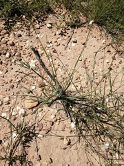 Wahlenbergia virgata