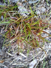 Juncus antarcticus
