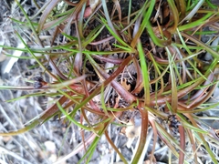 Juncus antarcticus