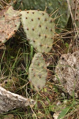 Opuntia gilvescens × macrorhiza