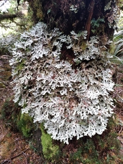 Pseudocyphellaria homoeophylla