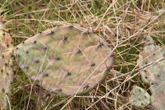 Opuntia gilvescens × macrorhiza