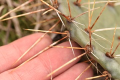 Opuntia gilvescens × macrorhiza