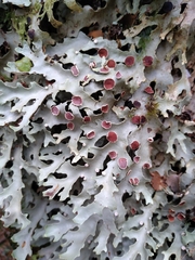 Pseudocyphellaria homoeophylla