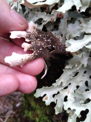 Pseudocyphellaria homoeophylla