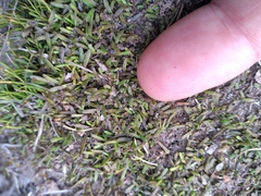 Abrotanella caespitosa