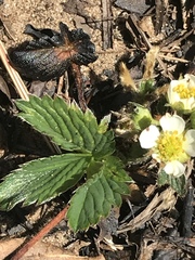 Fragaria vesca vesca